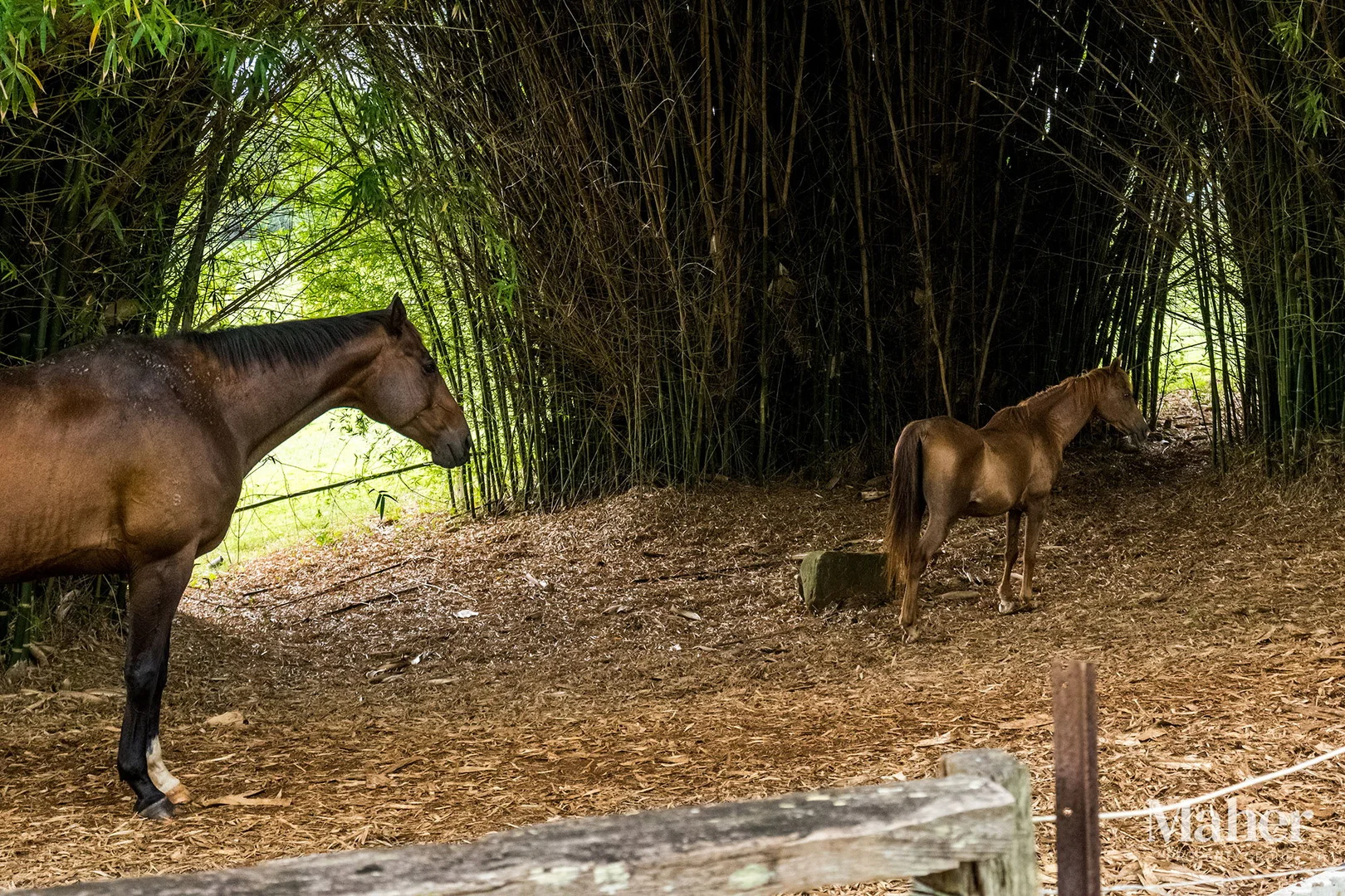 Additional image 8 of 141 Pearson Road, Eltham NSW 2480