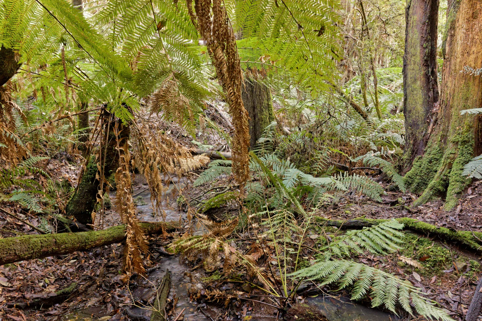 Additional image 11 of Lot 1, 660 Larcombes Road, Reedy Marsh TAS 7304