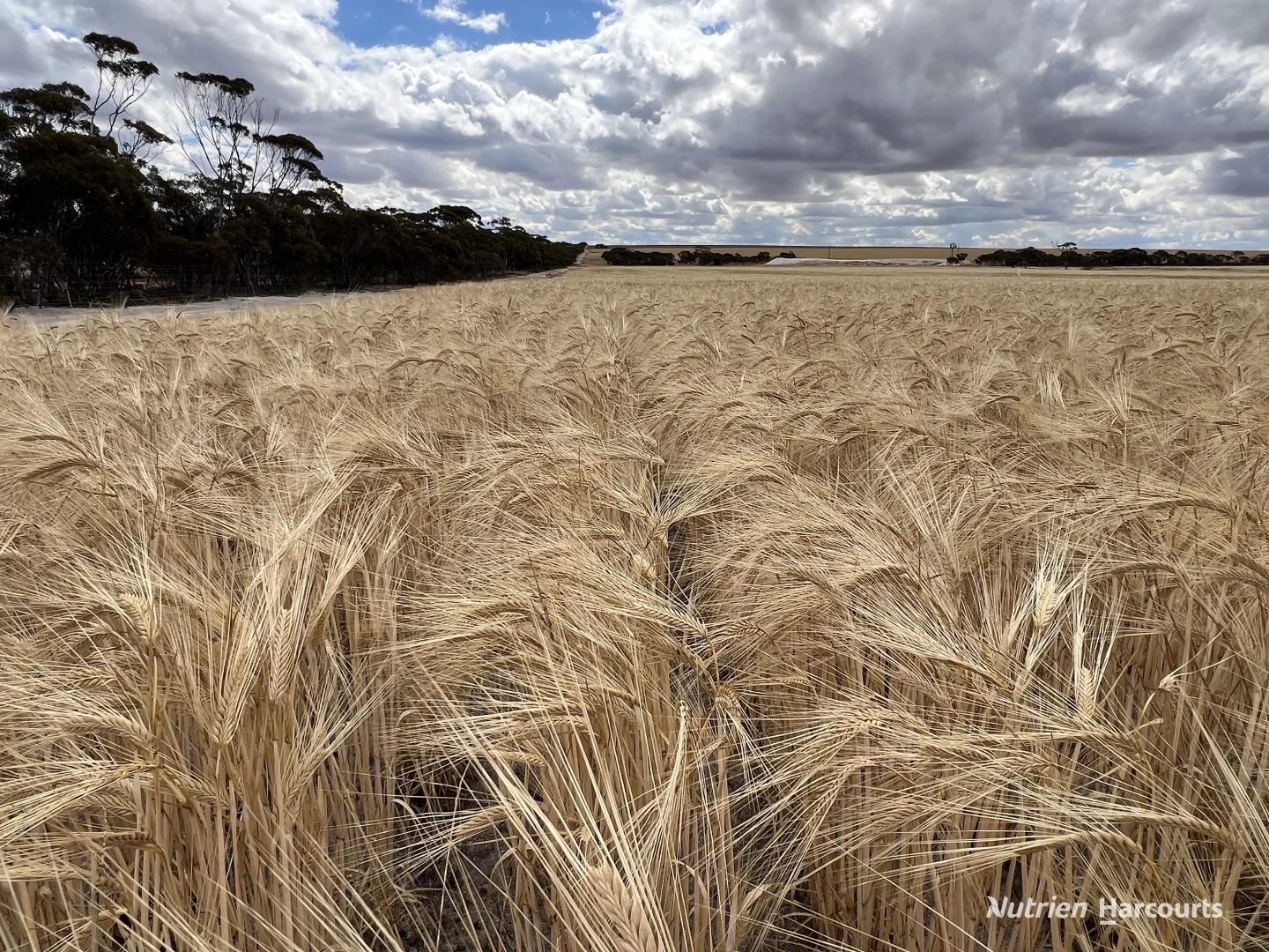 Additional image 12 of . Waitavalo Farms, Narembeen WA 6369