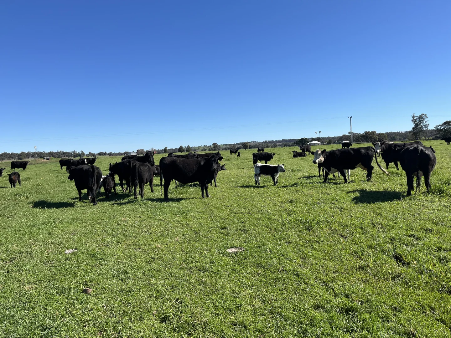 Additional image 4 of "Piambra" 714 Piambra Road, Binnaway NSW 2395