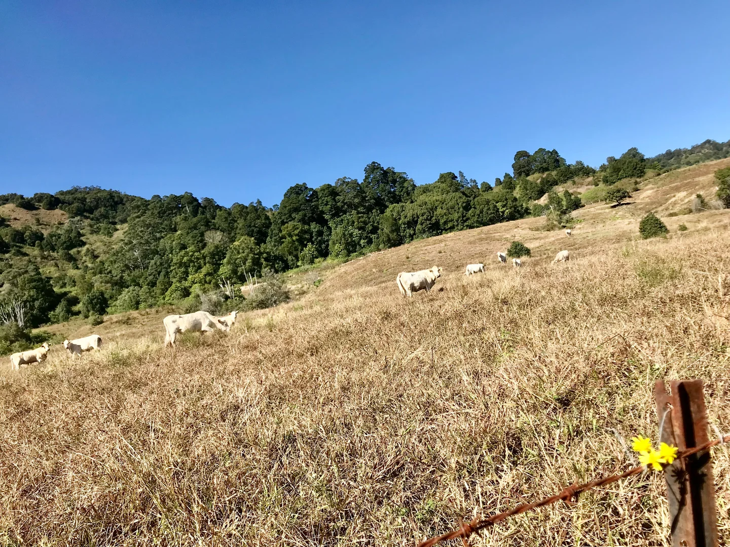 Additional image 14 of 17 Evelyn Way, Nimbin NSW 2480