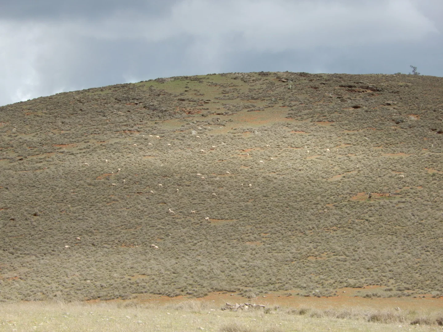 Additional image 19 of 274E Melrose Road, Pekina SA 5431