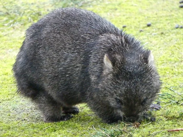 Additional image 6 of Lot 2 Lookout Road, Port Arthur TAS 7182