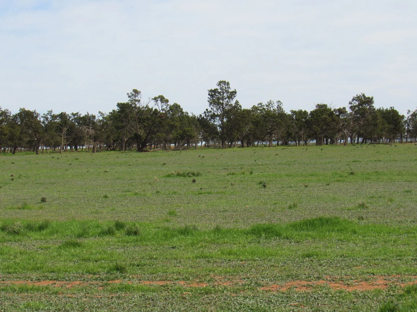 Additional image 2 of "The Pines" 75 Lang Road, Sunnybrae SA 5422