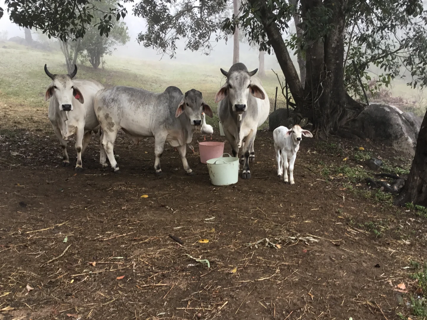 Additional image 24 of 39 Fryers Road, Hervey Range QLD 4817