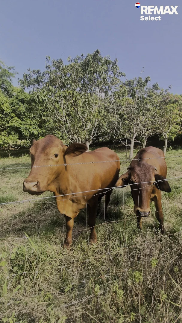 Additional image 31 of 177 Harris Road, Owens Creek QLD 4741