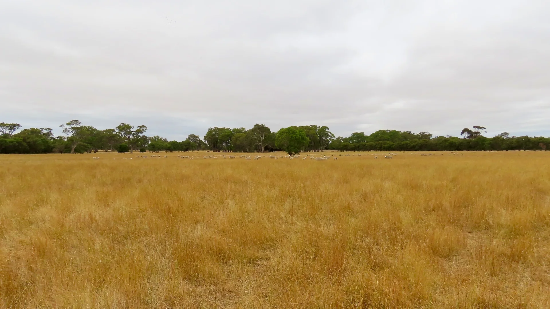 Additional image 10 of Lot 899 Mount McIntyre Road, Kalangadoo SA 5278