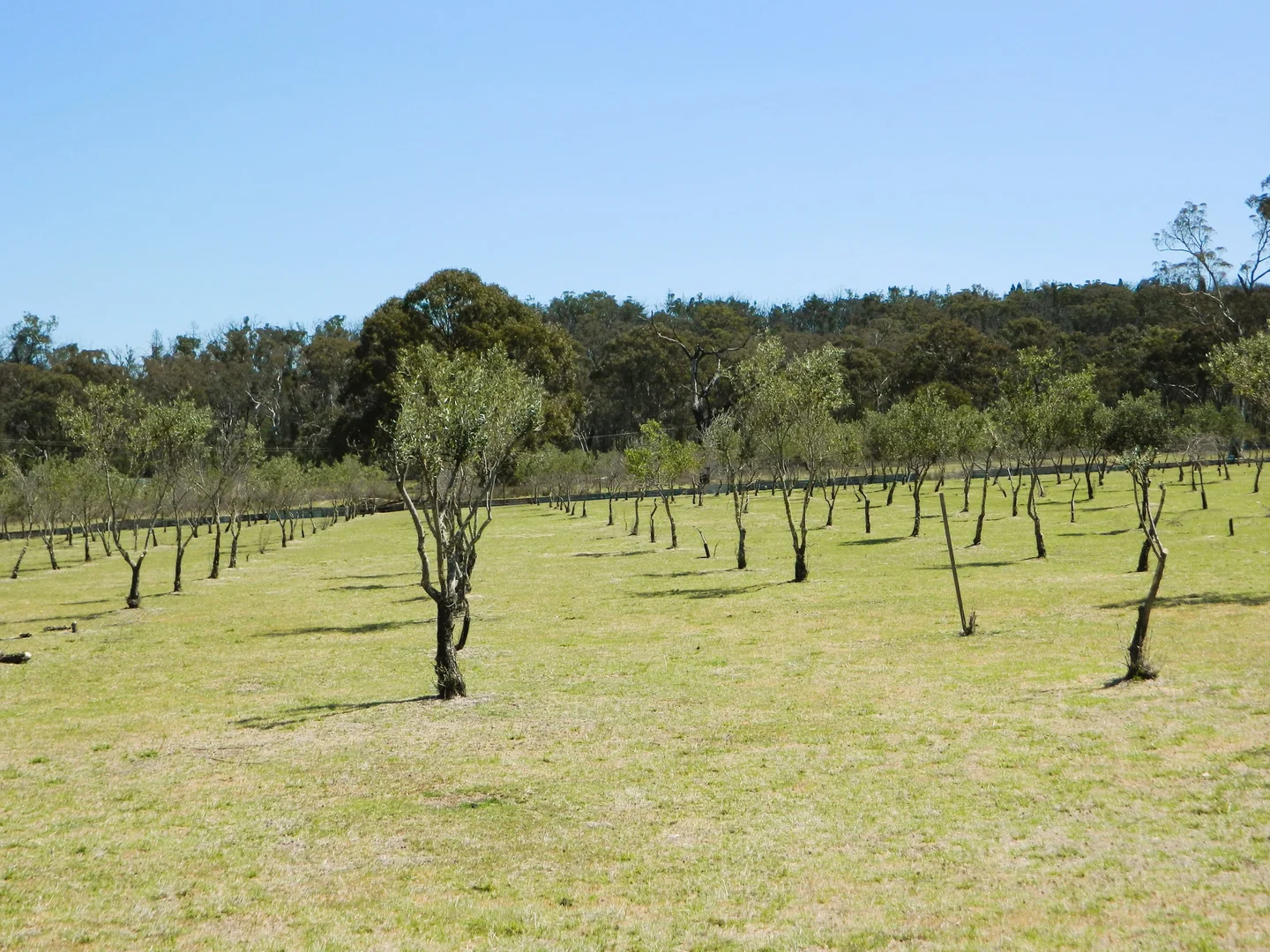 Additional image 32 of 485 Reedy Creek Road, Rylstone NSW 2849