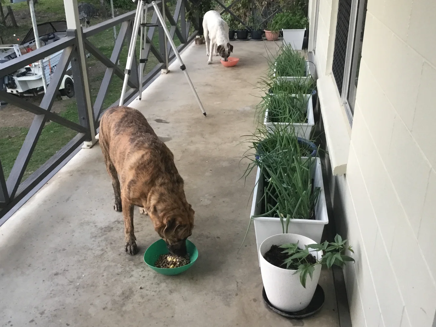 Additional image 30 of 39 Fryers Road, Hervey Range QLD 4817