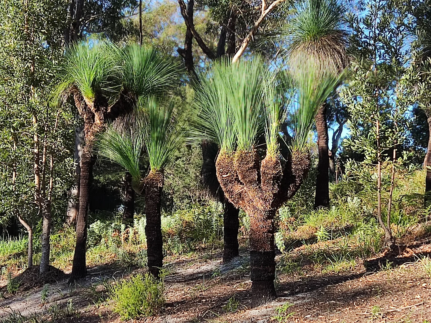 Additional image 20 of 21 Pindari Drive, Dunbogan NSW 2443