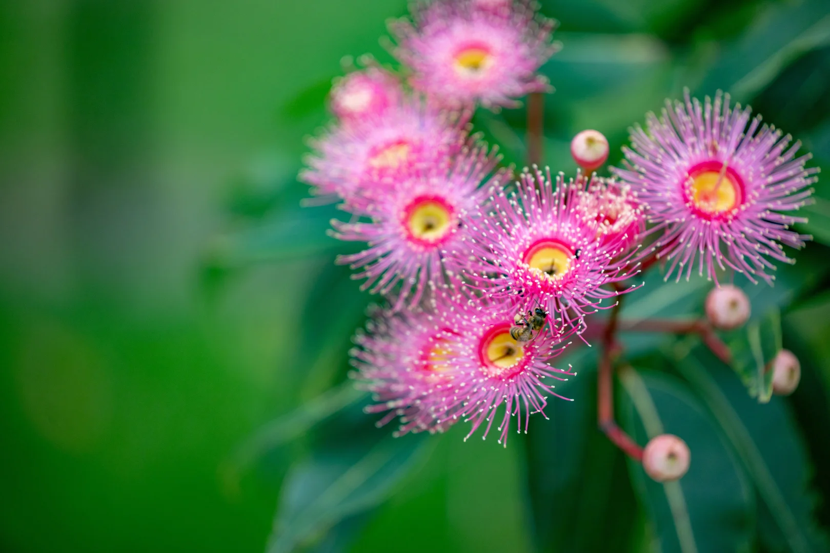 Additional image 10 of 8 Pine Tree Drive, Lake Macdonald QLD 4563