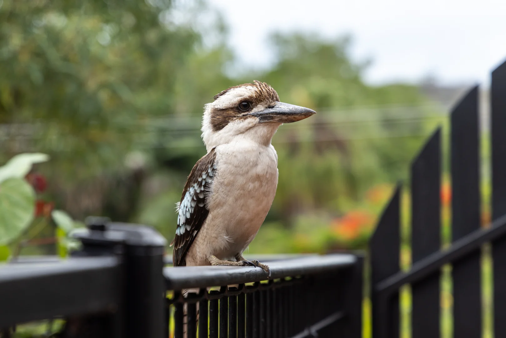 Additional image 14 of 47 Hayles Ave, Arcadia QLD 4819