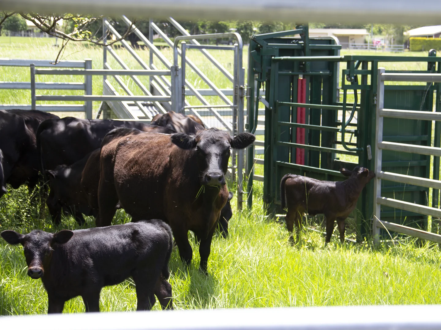 Additional image 17 of 400 Chilcotts Road, Chillingham NSW 2484