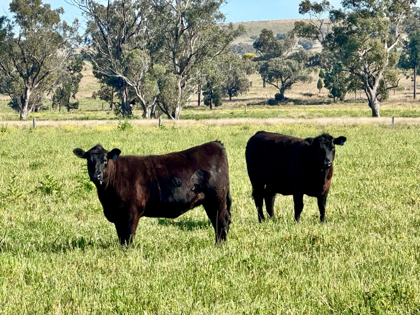 Additional image 11 of "Glenaladale" 167 Mooki Springs Road, Quirindi NSW 2343