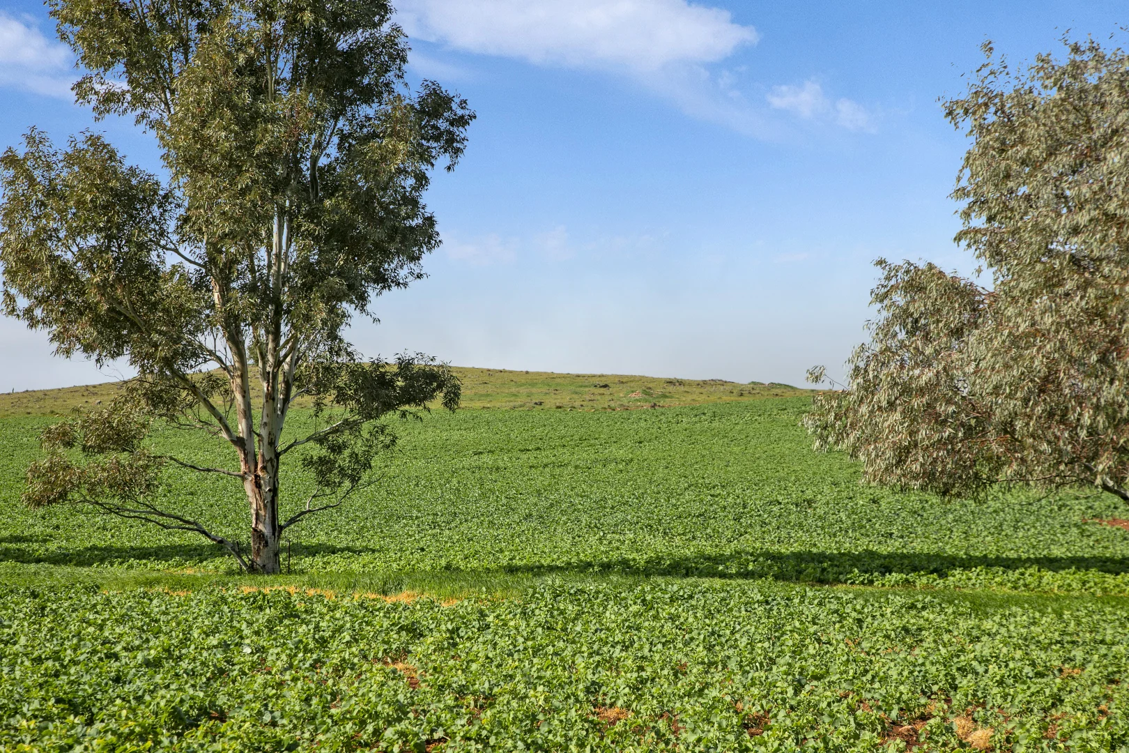 Additional image 16 of 'Hamilton Run Farm' Murchland Drive, Jamestown SA 5491