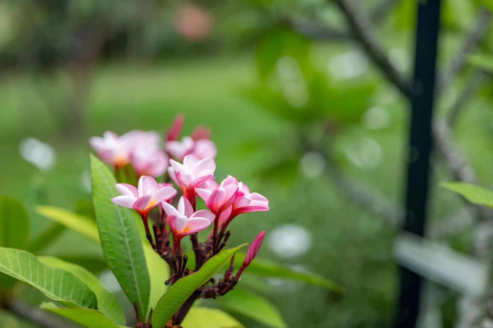 Additional image 14 of 8 Pine Tree Drive, Lake Macdonald QLD 4563