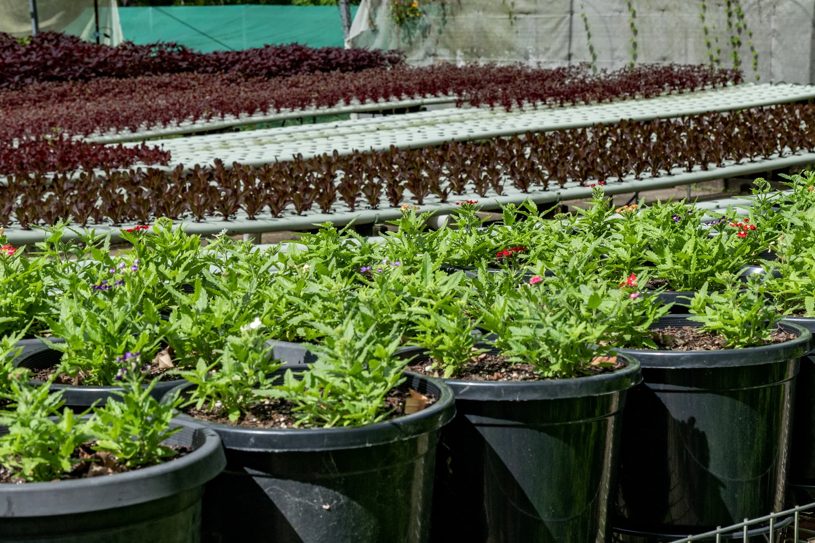 Additional image 39 of 44 Glen Nathan Court, Mount Nathan QLD 4211