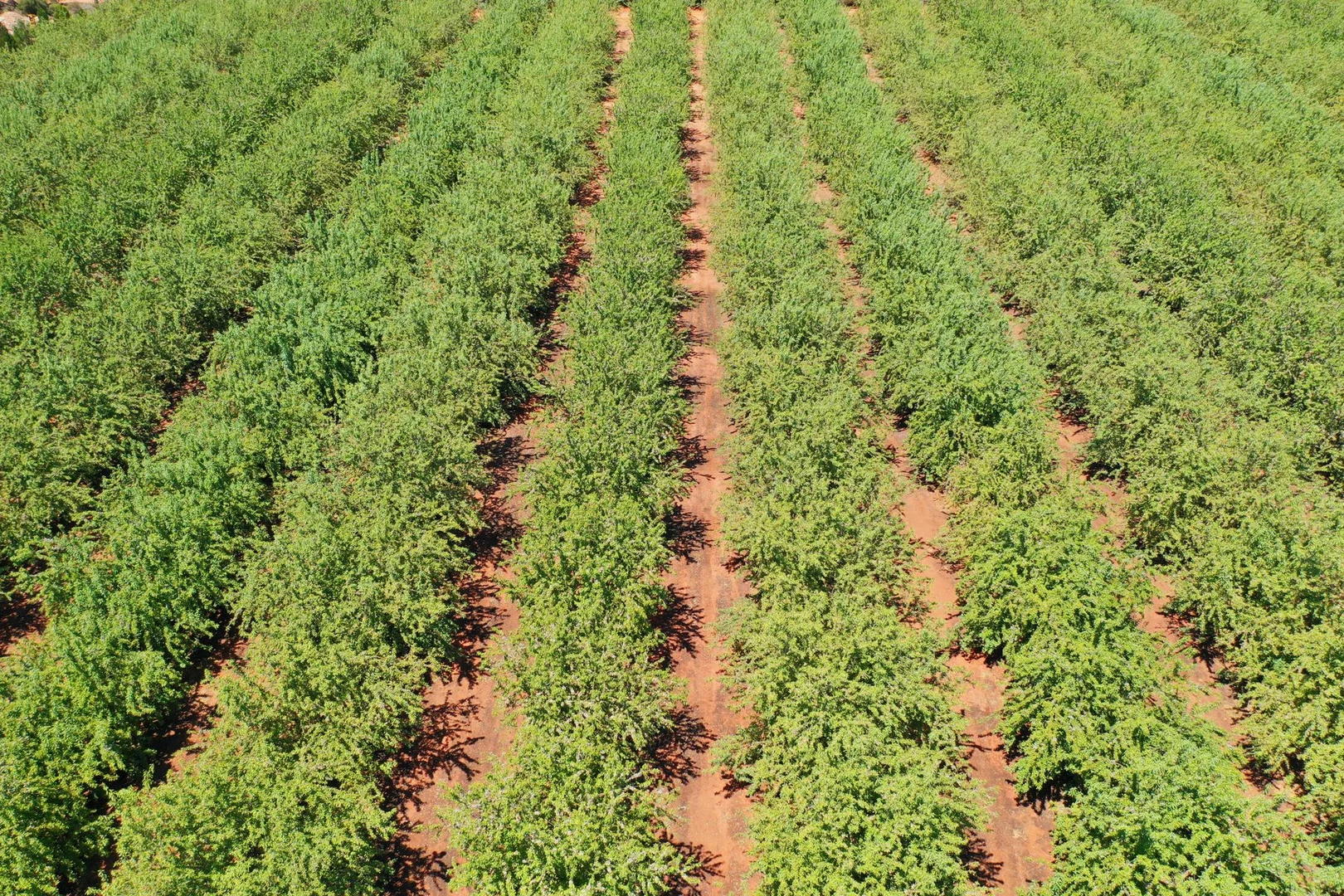 Additional image 4 of 182 Carey Street and 210 Dumosa Street, Red Cliffs VIC 3496