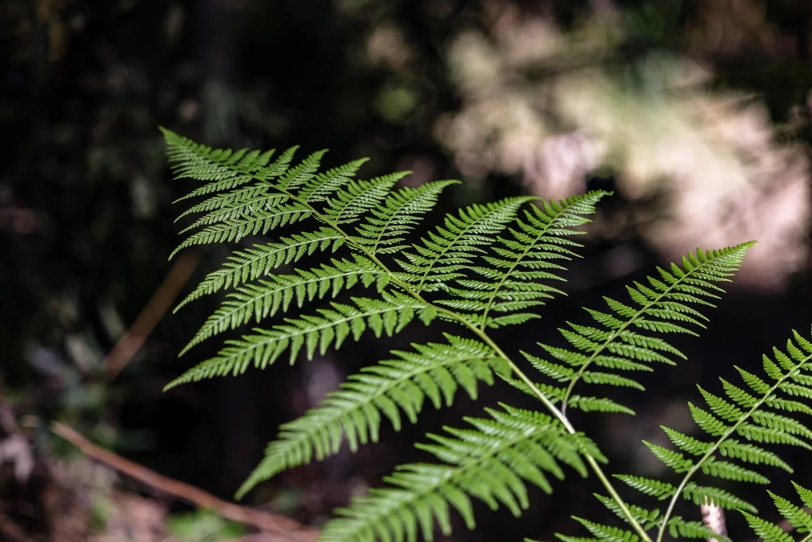 Additional image 3 of 3542 Nowendoc Road, Caffreys Flat NSW 2424