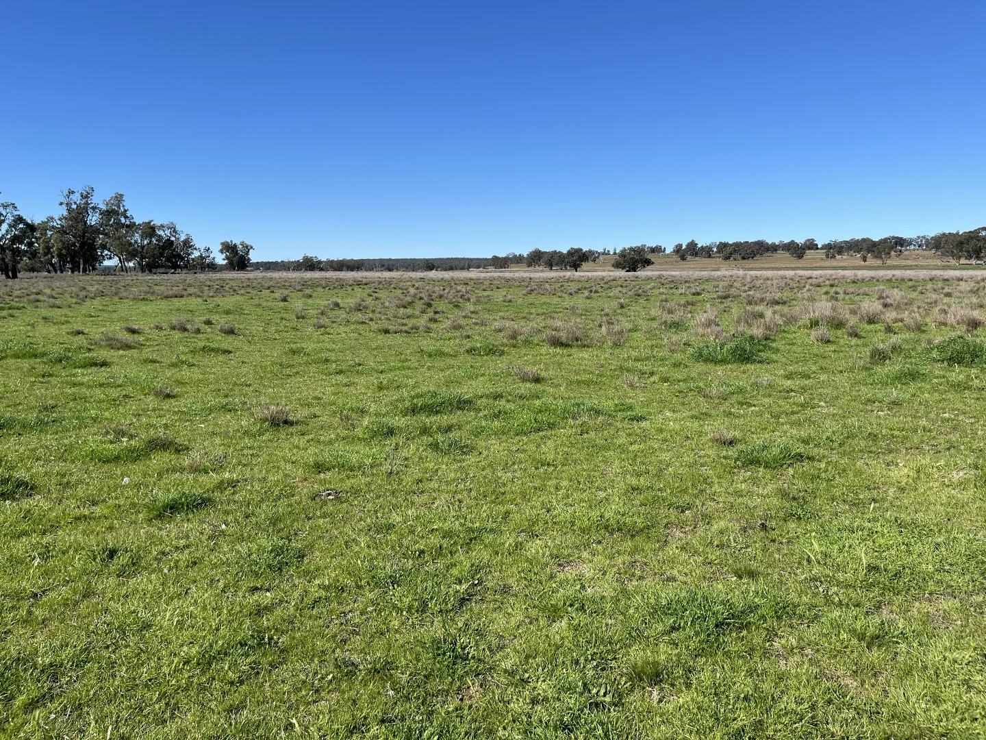 Additional image 13 of "Piambra" 714 Piambra Road, Binnaway NSW 2395