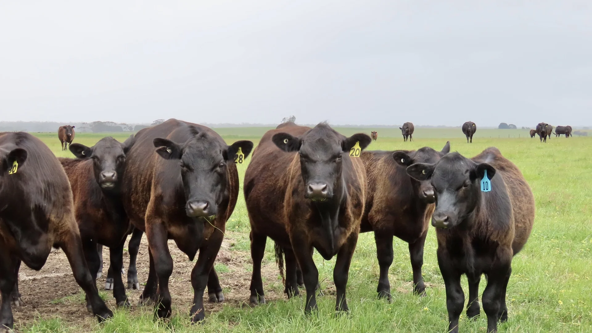 Additional image 11 of Contact Agent, Macarthur VIC 3286