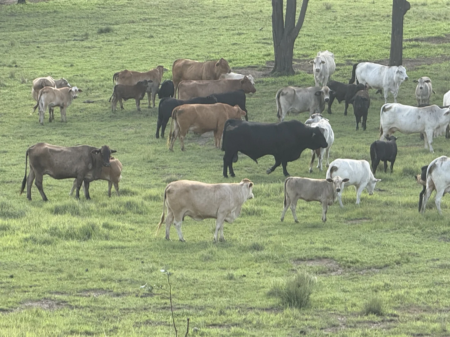 Additional image 13 of 379 Dakiel Road, Bancroft QLD 4630