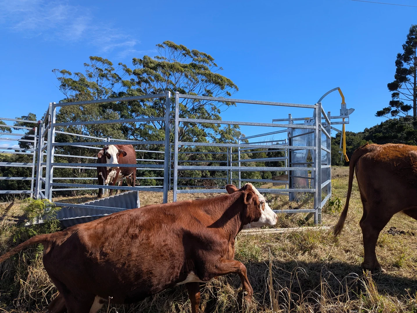 Additional image 15 of 1190 Campbells Pockets Road, Mount Mee QLD 4521