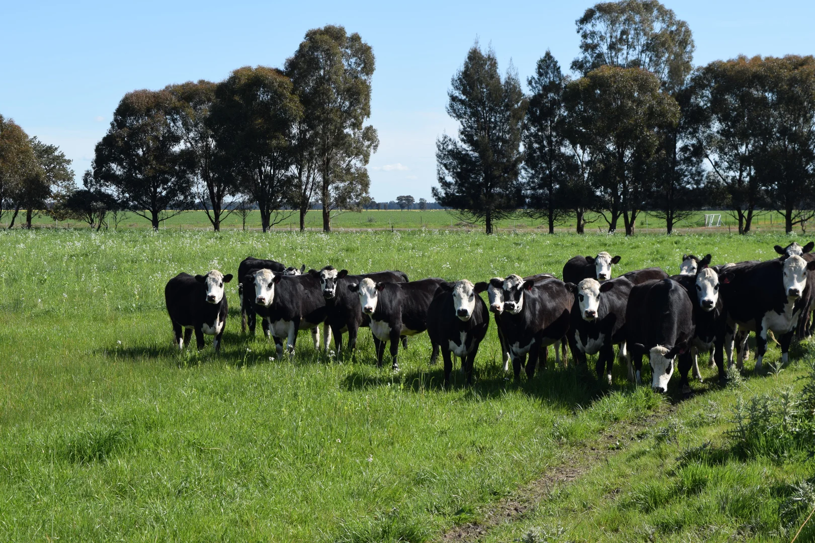 Additional image 3 of BOOROOL Mossdale Road, Balldale NSW 2646