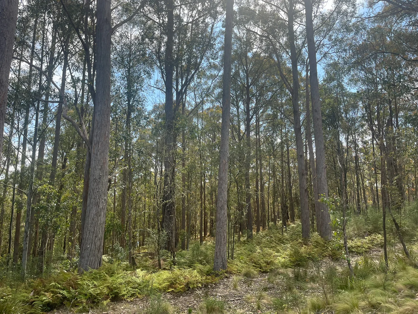 Additional image 13 of 638 Tops Road, Nowendoc NSW 2354