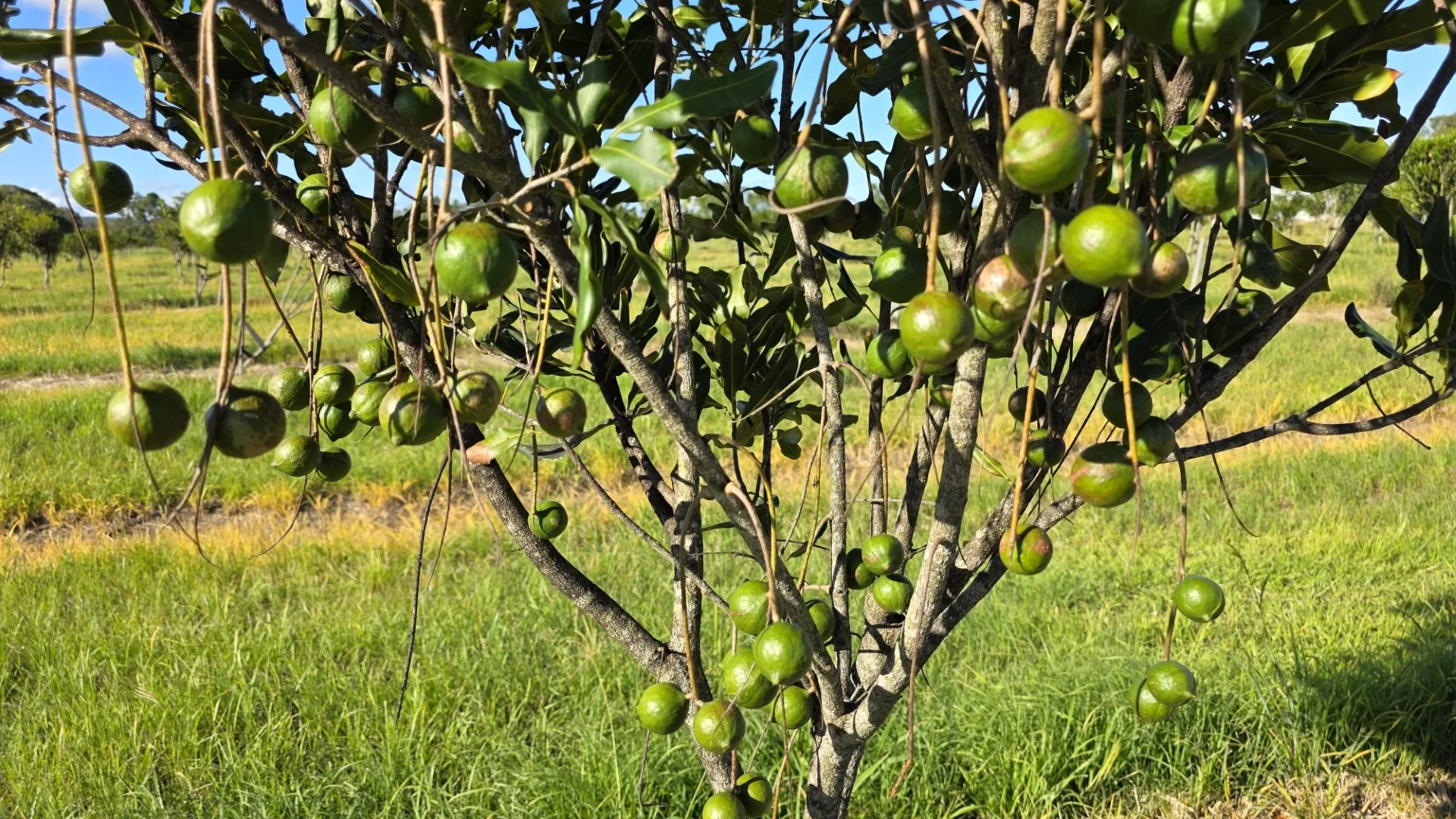 Additional image 7 of 292 Pimlico Road, Pimlico NSW 2478