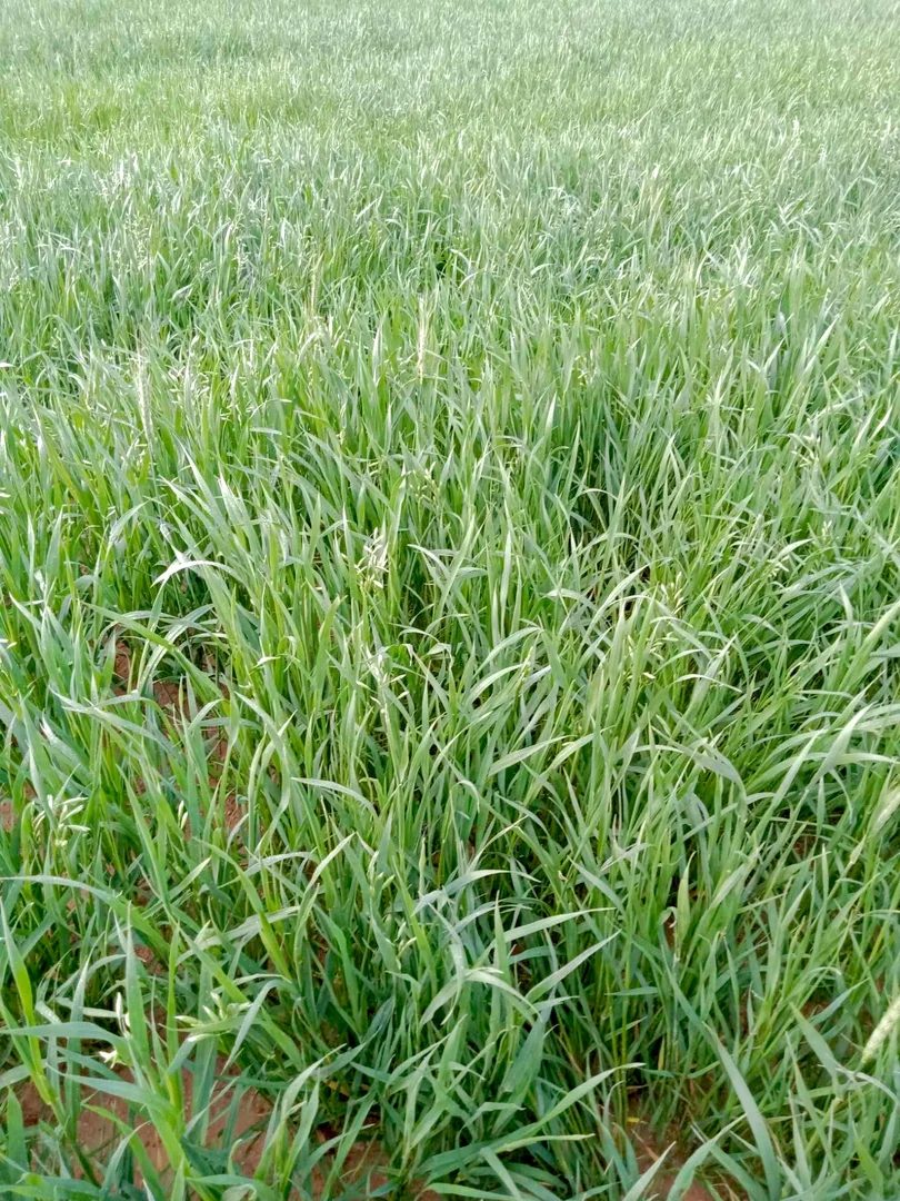 Additional image 32 of 1266 OTC Road, Wandana SA 5690