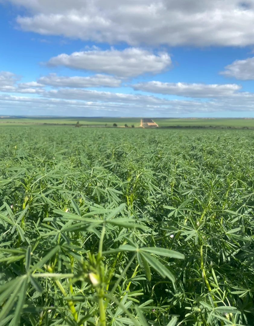 Additional image 14 of Valentine Road, Wicherina WA 6532