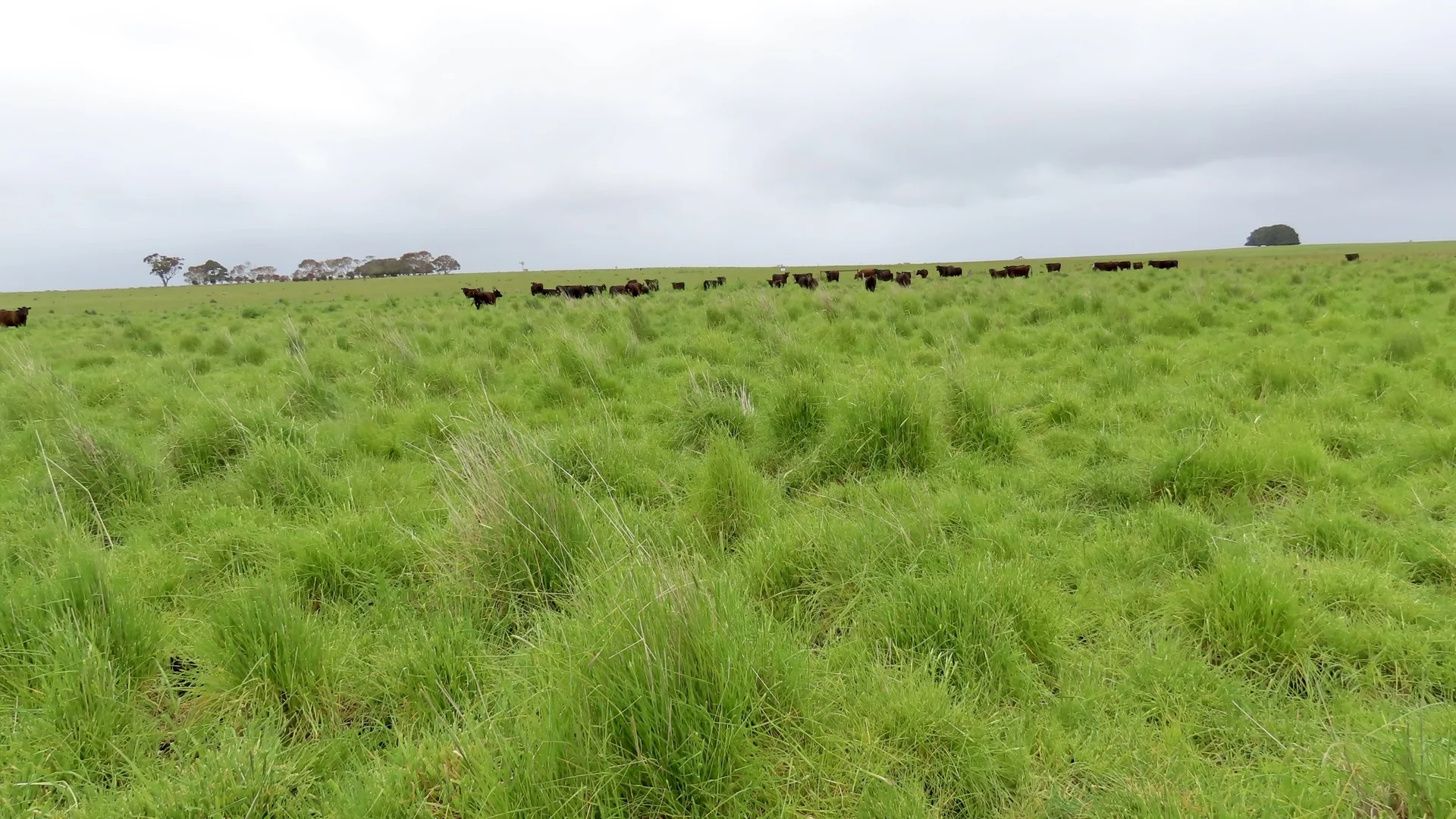 Additional image 31 of Contact Agent, Macarthur VIC 3286