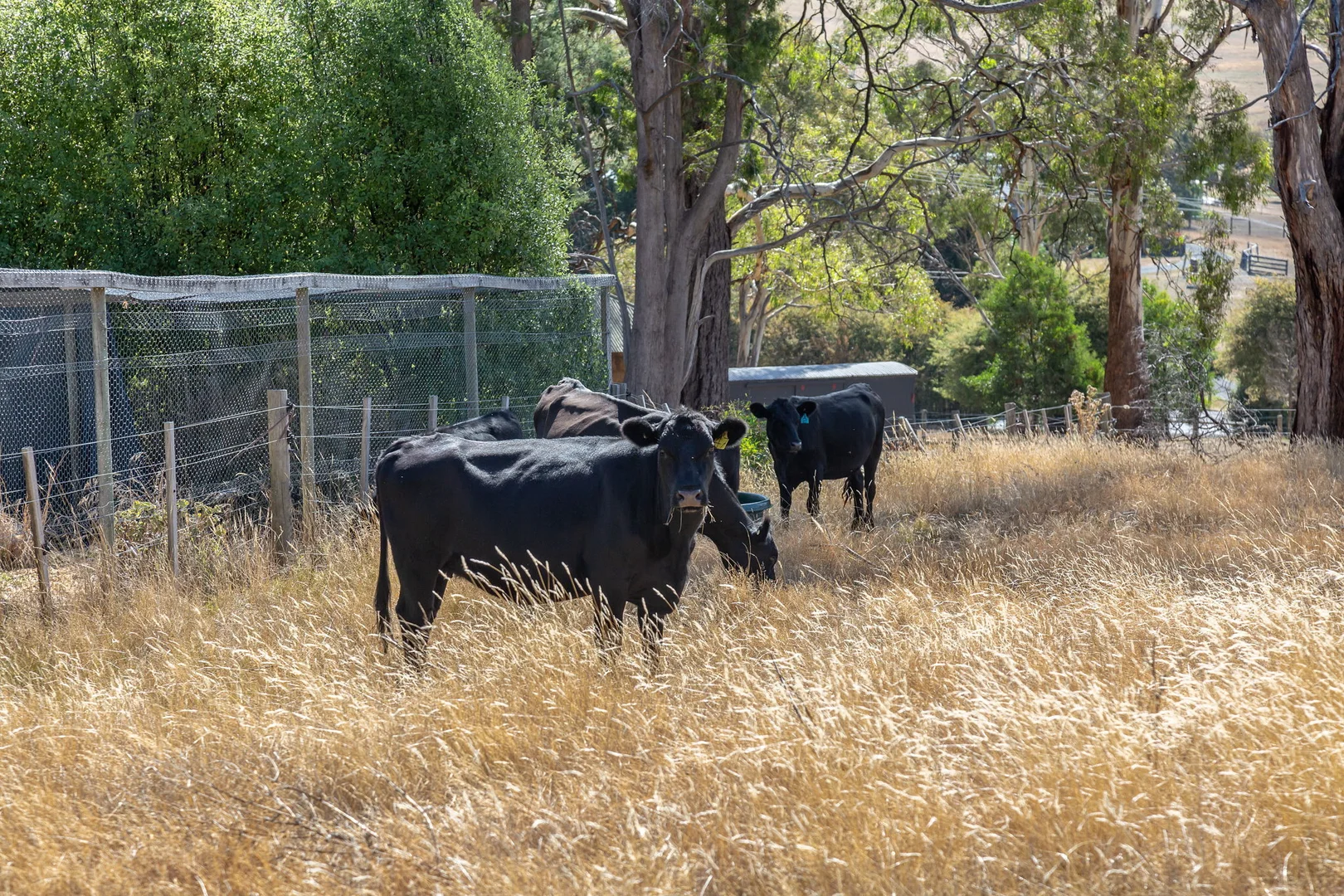 Additional image 19 of 101 Pateena Road, Travellers Rest TAS 7250