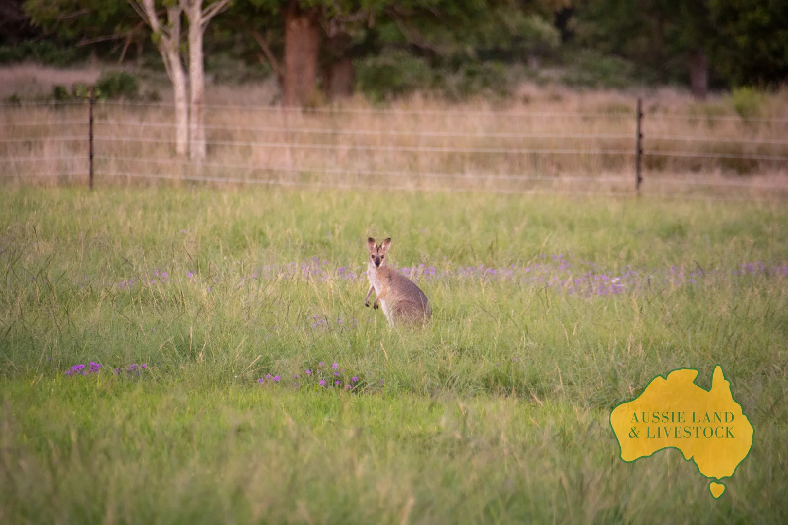 Additional image 31 of 420 HODGLEIGH NORTH ROAD, Hodgleigh QLD 4610