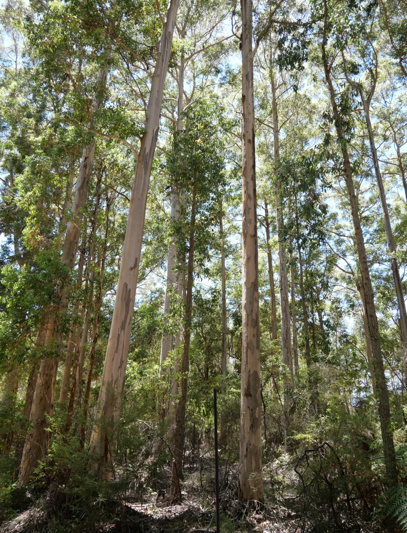 Additional image 16 of 61 Hayes Road, East Nannup WA 6275