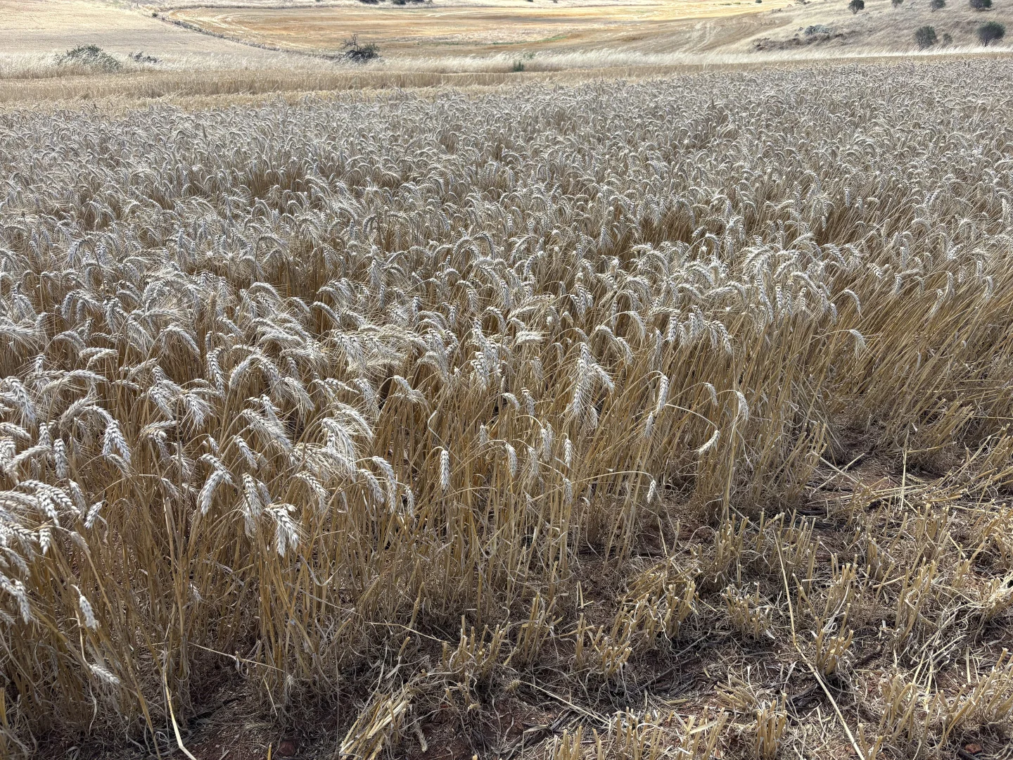 Additional image 8 of Lot 65 Forrester Road, Mount Erin WA 6532