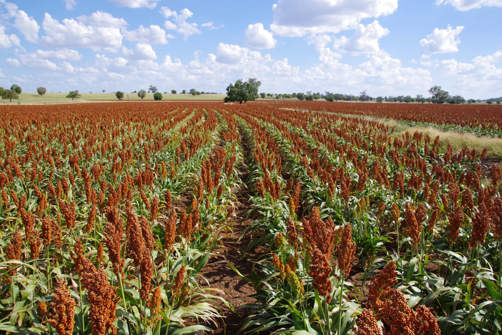 Additional image 23 of 1676 Willala Road, Boggabri NSW 2382