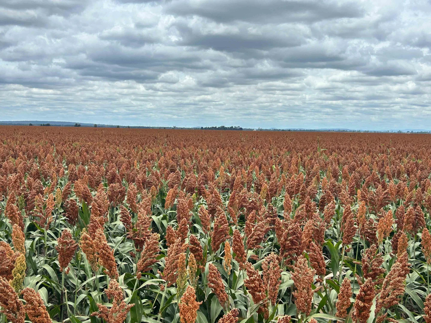 Additional image 4 of Jandowae QLD 4410