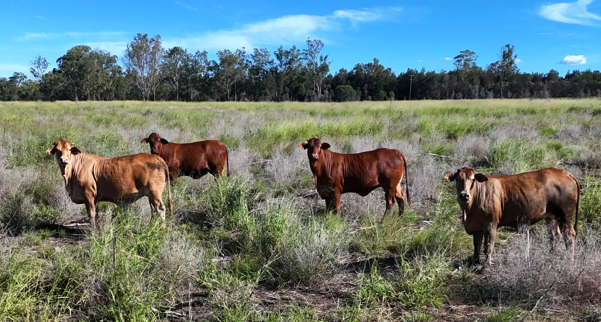 Additional image 3 of Lot 112 Wondai Proston Road, Wondai QLD 4606