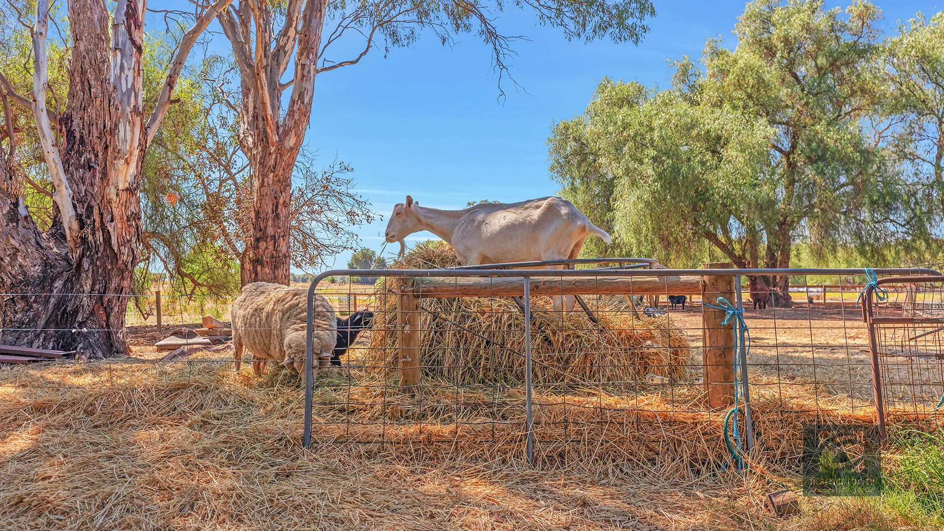 Additional image 2 of 1520 Simmie Road, Strathallan, Echuca VIC 3564