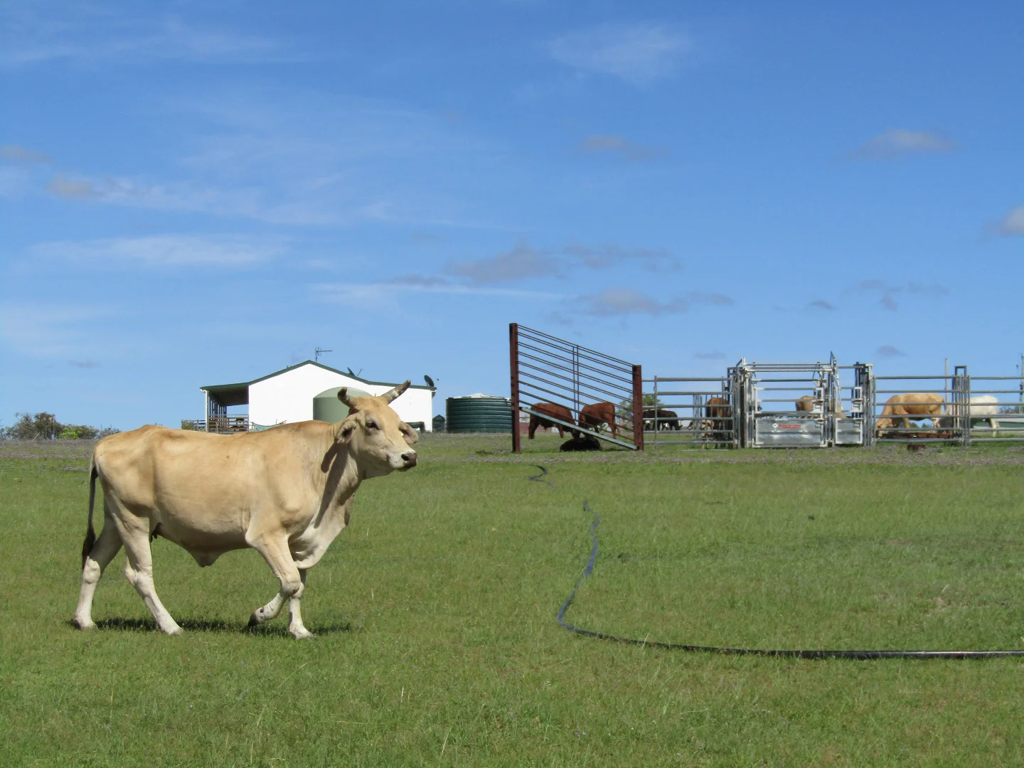 Additional image 17 of 1461 Atholwood Road, Bonshaw NSW 2361