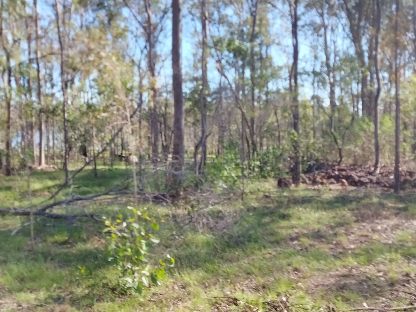 Additional image 55 of 2913 Rosedale Road, Yandaran QLD 4673