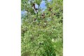 Additional image 27 of 120 W Grandin Rd, Morris, IL, 60450