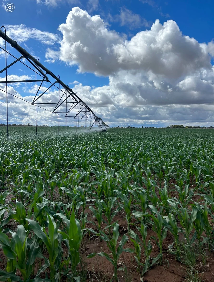 Additional image 2 of 229 Elliots Lane, Forbes NSW 2871