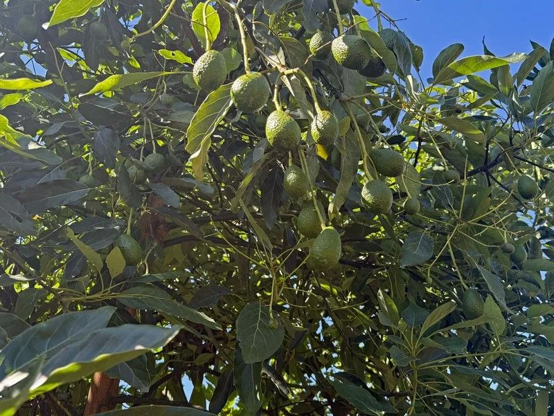 Additional image 33 of 767 Peeramon Road, Peeramon QLD 4885