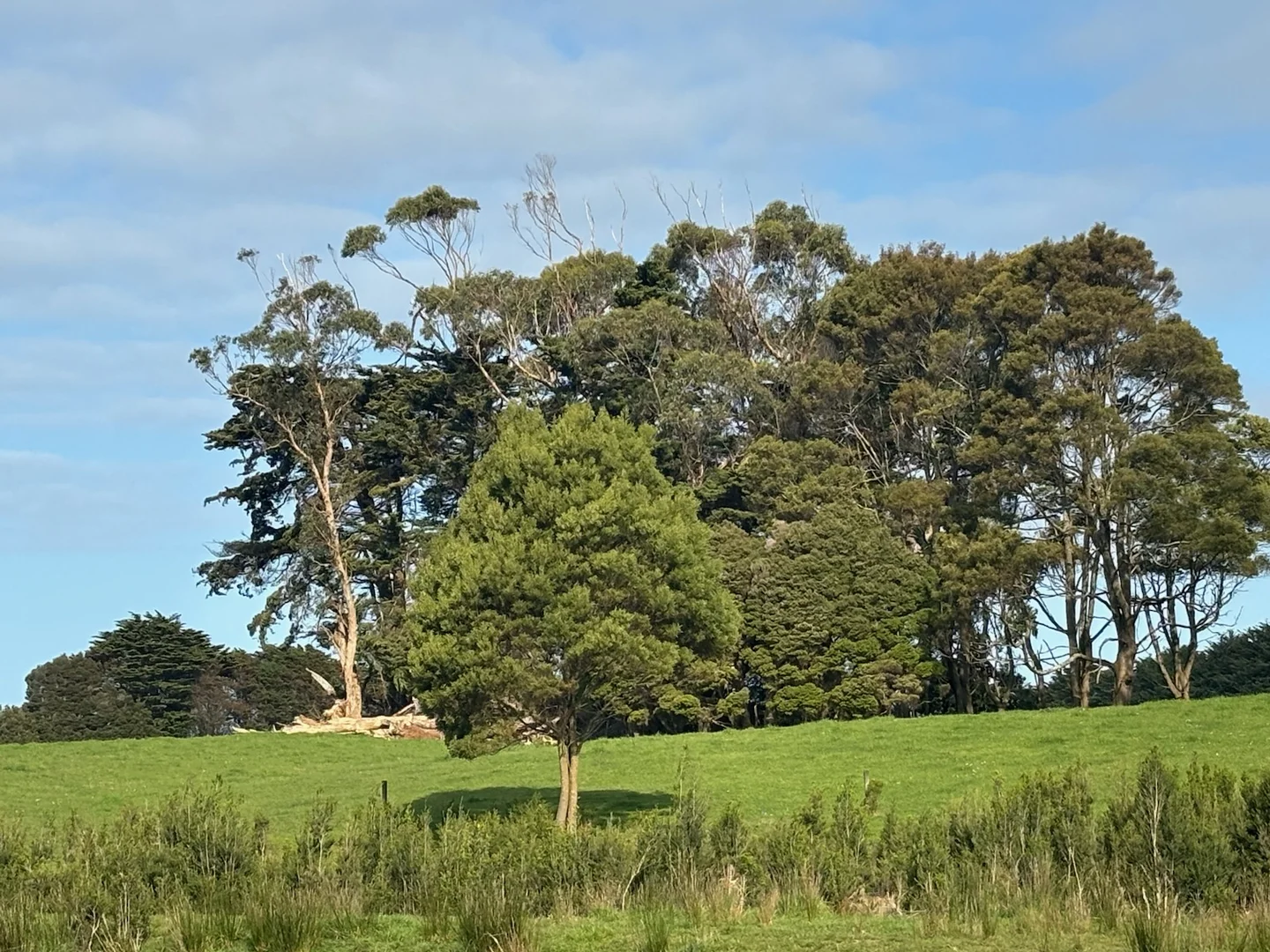 Additional image 8 of 678 Pegarah Road, Pegarah TAS 7256