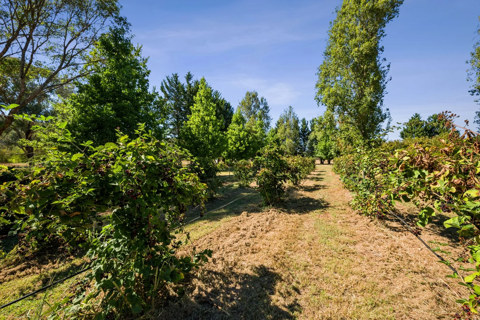 Additional image 31 of 6300 Great Alpine Road, Eurobin VIC 3739