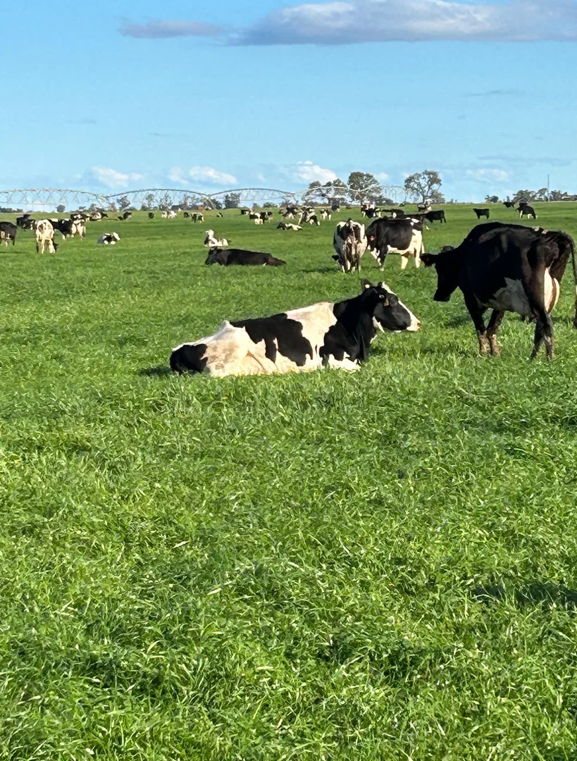 Additional image 36 of 229 Elliots Lane, Forbes NSW 2871