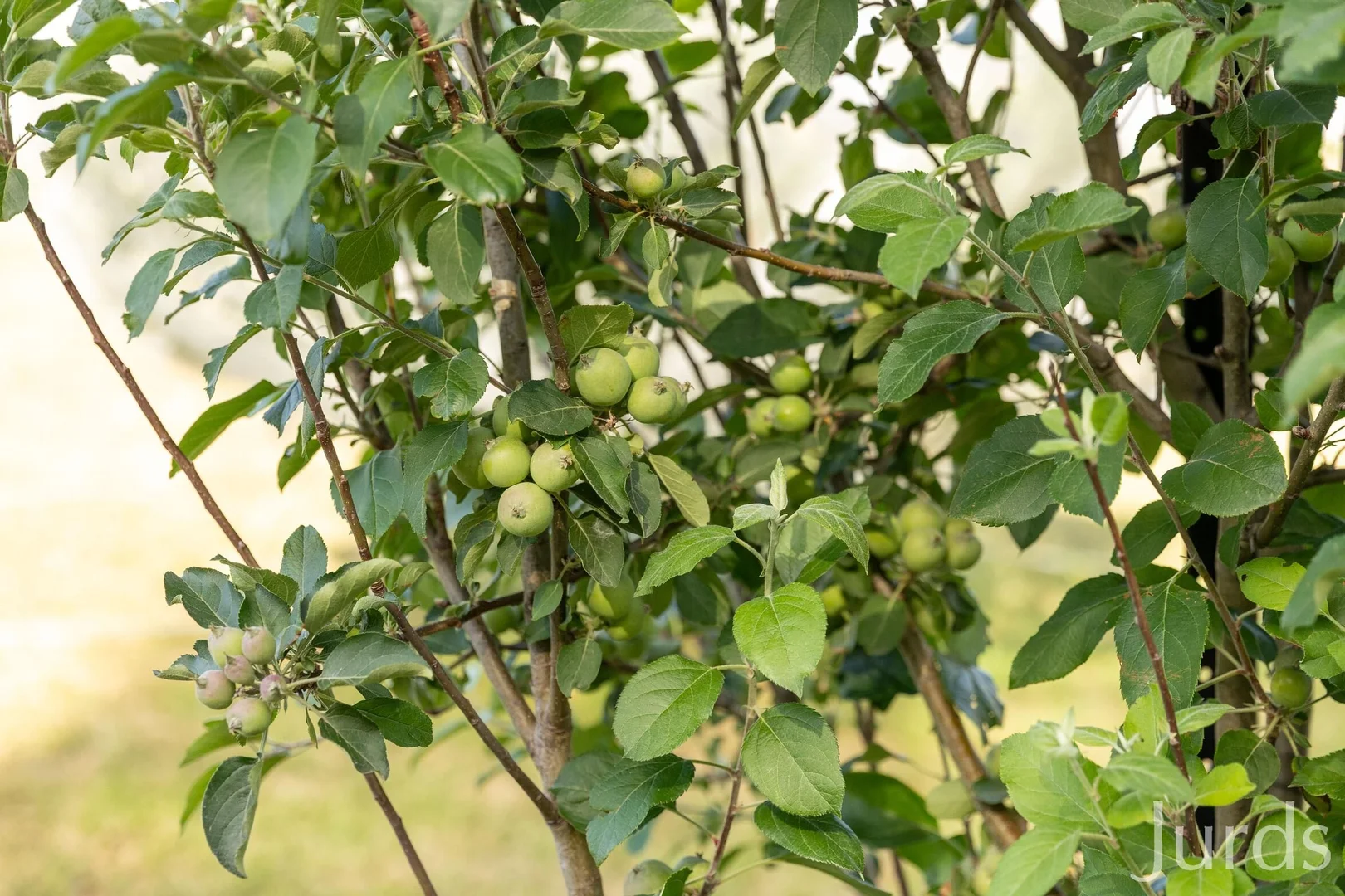 Additional image 26 of 110 Old North Road, Pokolbin NSW 2320